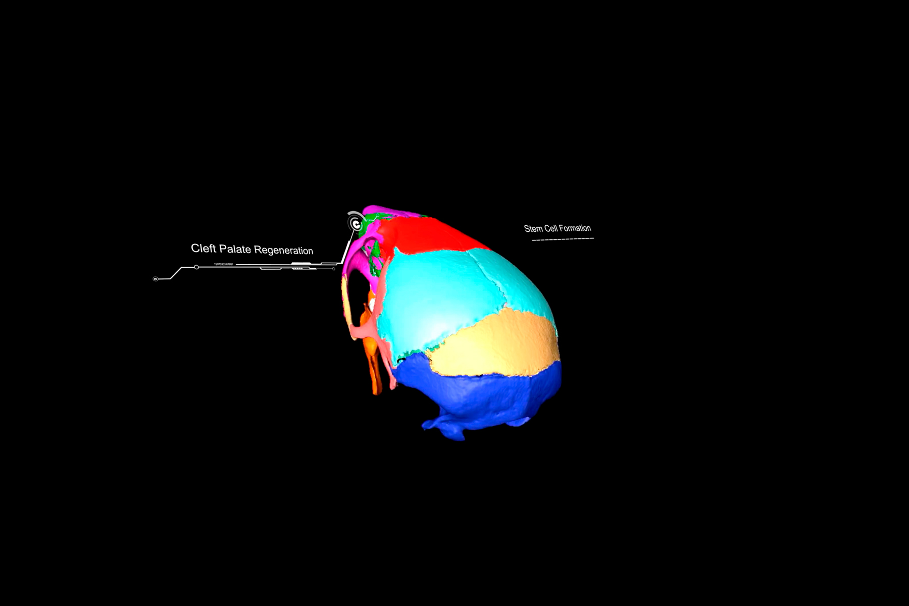 <em>Left:</em> Ostrow scientists study mouse skull models to learn how to better treat congenital craniofacial birth defects. <em>Right:</em> Professor Yang Chai conducts research investigating how certain genes may function during craniofacial development. | NATE JENSEN