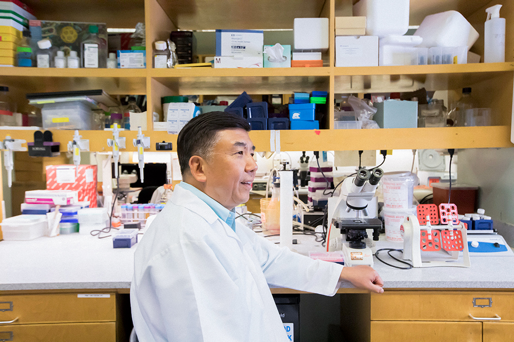 Associate Dean of Research George and MaryLou Boone Chair in Craniofacial Molecular Biology Yang Chai, D.D.S., Ph.D. in his lab. | NATE JENSEN