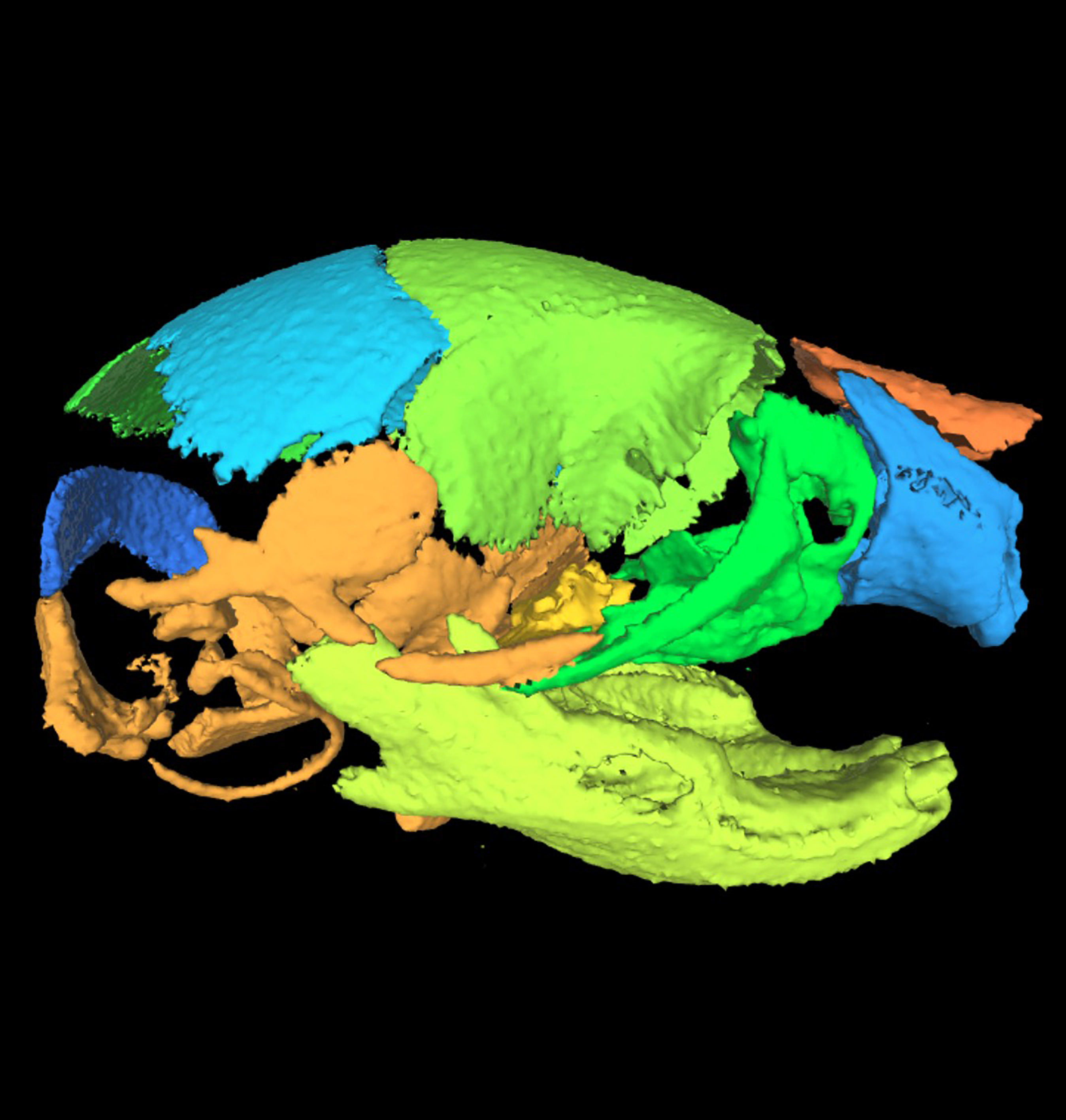mouse skull 3-D model